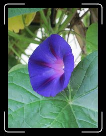 IMG_0618 * 4000 x 3000 * (2.39MB)