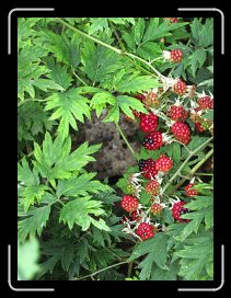 IMG_0626 * 4000 x 3000 * (4.3MB)