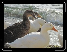 IMG_0772 * 4000 x 3000 * (2.61MB)