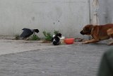 While the dog didn't have any issue with the cat, he didn't want the food stolen by the crow.  The cat never saw the crow.