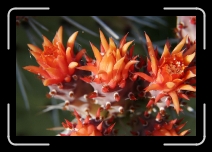 IMG_4307 * 1728 x 1152 * (712KB)