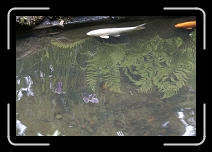 FlyingFish * 1728 x 1152 * (1001KB)