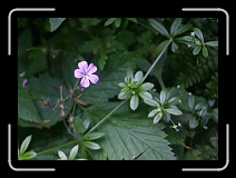 IMG_0917a * 2100 x 1500 * (1.53MB)