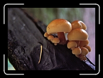 shrooms * 2100 x 1500 * (1.92MB)